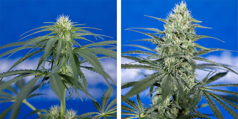 Požadavky na drasl&iacute;k ve f&aacute;zi předkvětu a květu