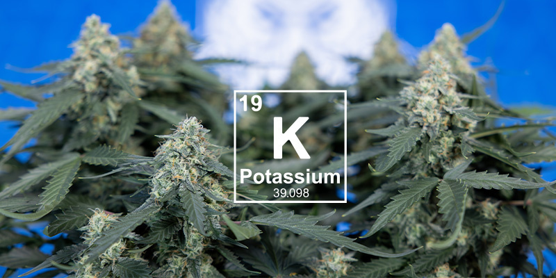 What is potassium and why is it important?