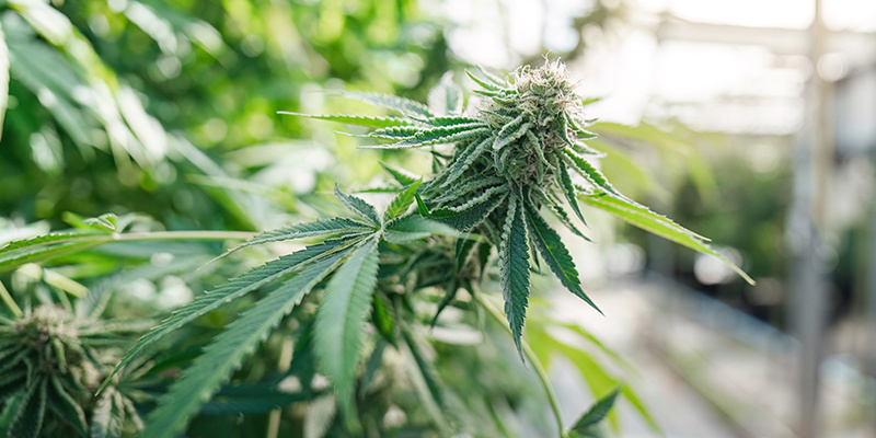 Kokosov&eacute; vl&aacute;kno: Skvěl&yacute; substr&aacute;t pro pěstov&aacute;n&iacute; konop&iacute;