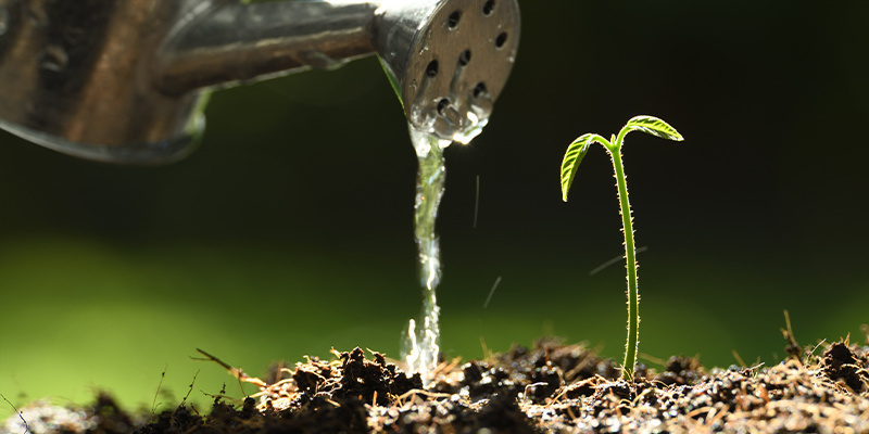 Zal&eacute;v&aacute;n&iacute; a ř&iacute;zen&iacute; pH v kokosov&eacute;m substr&aacute;tu