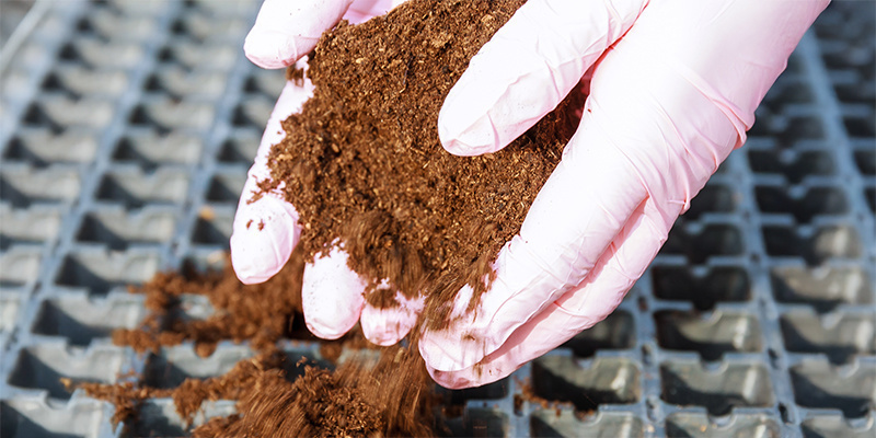 Jak&eacute; jsou nev&yacute;hody pěstov&aacute;n&iacute; konop&iacute; v kokosu?