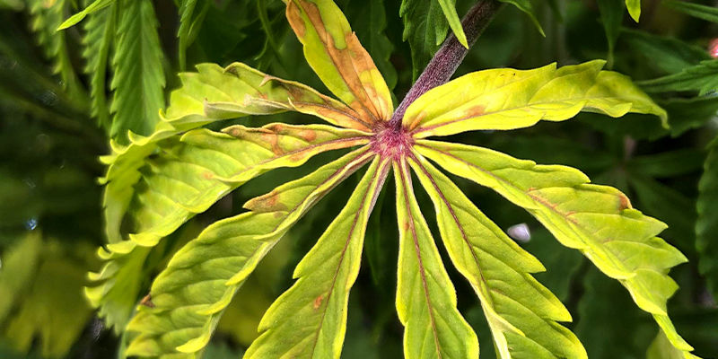 Jak rozpoznat nedostatek molybdenu