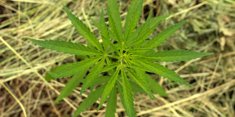 Jak ře&scaron;it nedostatek molybdenu