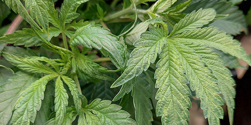 Jak rozpoznat nedostatek boru