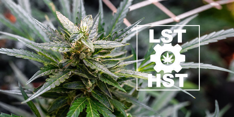 Jak tr&eacute;novat samonakv&eacute;tac&iacute; konop&iacute;