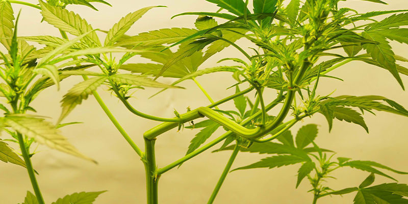 Jak tr&eacute;novat samonakv&eacute;tac&iacute; rostliny konop&iacute;: 2 metody