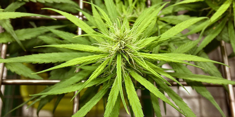 Dal&scaron;&iacute; užitečn&eacute; tr&eacute;ninkov&eacute; techniky pro samonakv&eacute;tac&iacute; odrůdy