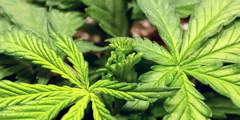 Tr&eacute;nink samonakv&eacute;tac&iacute;ch odrůd: Jde to!