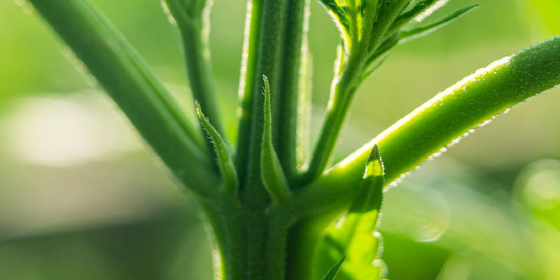 Kdy tr&eacute;novat samonakv&eacute;tac&iacute; rostliny