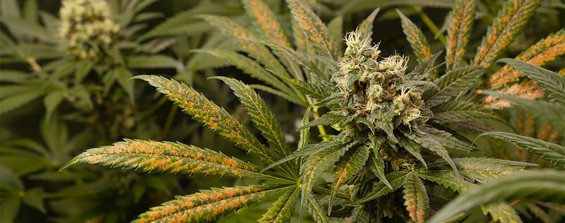 Nedostatek v&aacute;pn&iacute;ku u rostlin konop&iacute;