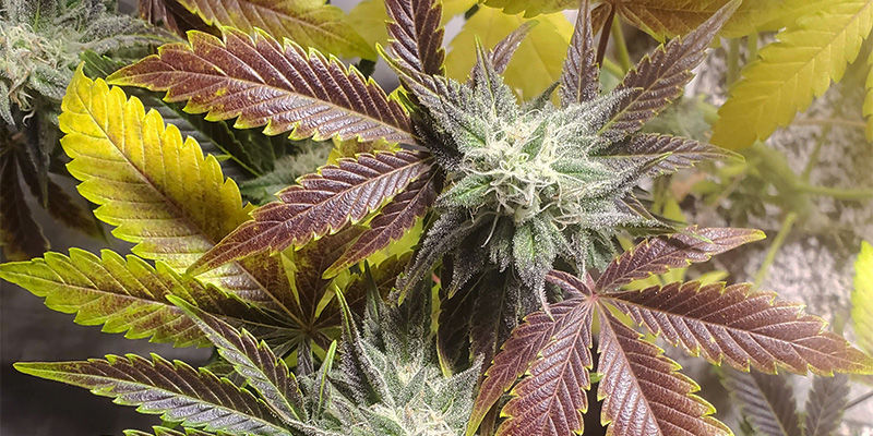 Jak vypad&aacute; nedostatek mědi u konop&iacute;