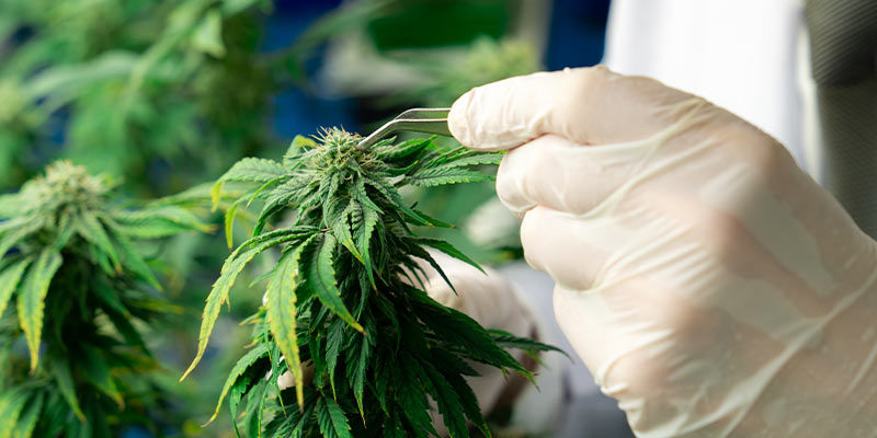 Jak se zbavit svilu&scaron;ek &scaron;irok&yacute;ch