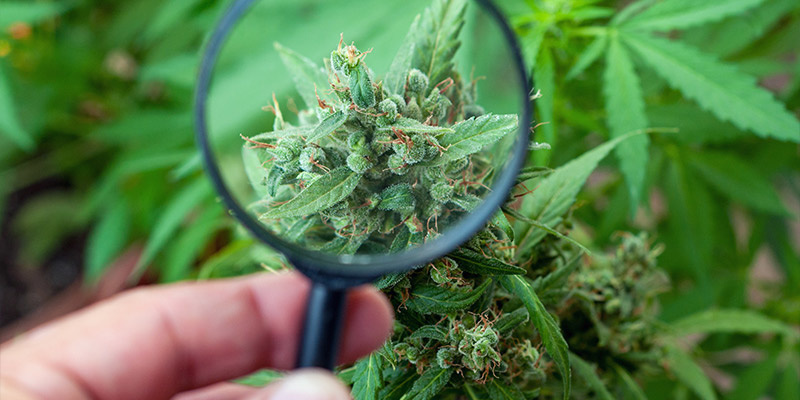 Sklizeň v době Croptoberu: Načasov&aacute;n&iacute; rozhoduje