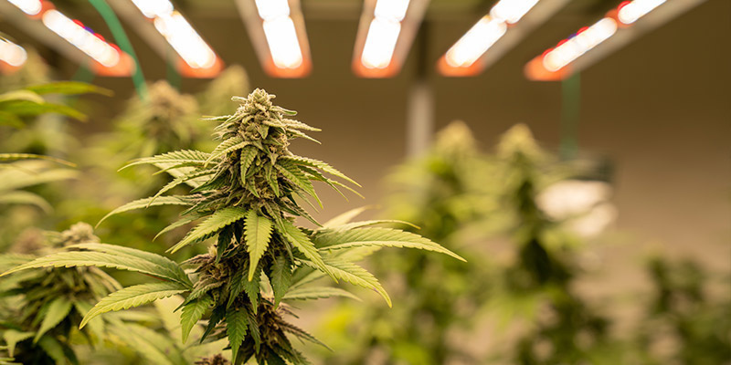 Indoor pěstov&aacute;n&iacute;