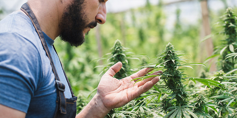 V&yacute;znam Croptoberu pro pěstitele konop&iacute;