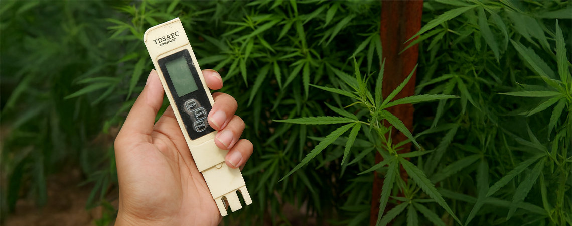 Best EC for cannabis