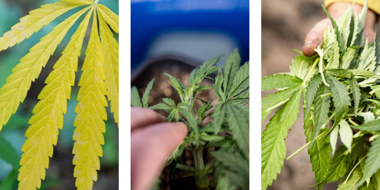 Signs of underfeeding