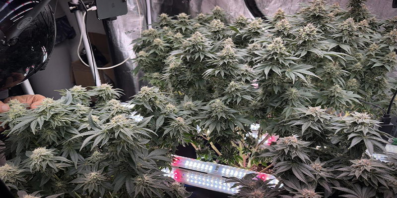 Jak zav&eacute;st mezikruhov&eacute; osvětlen&iacute; ve va&scaron;&iacute; pěst&iacute;rně konop&iacute;