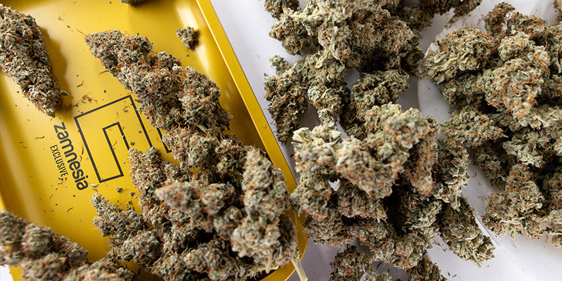 Zvy&scaron;uje př&iacute;jmy ze stejn&eacute; pěstebn&iacute; plochy