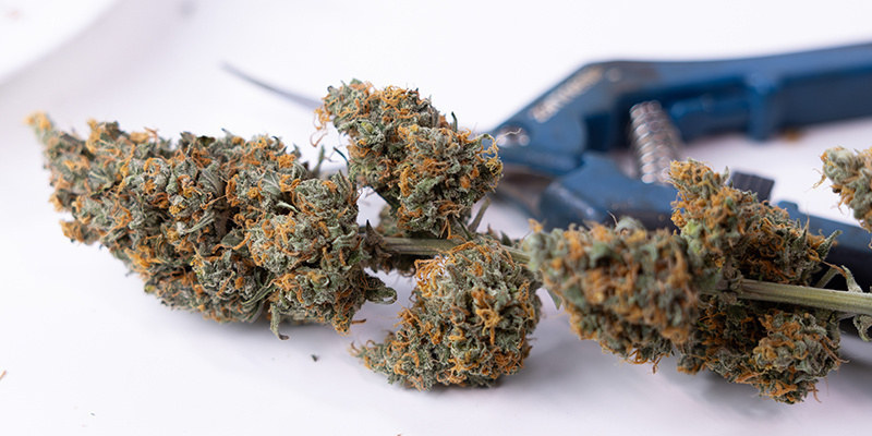 Increases yield and flower quality