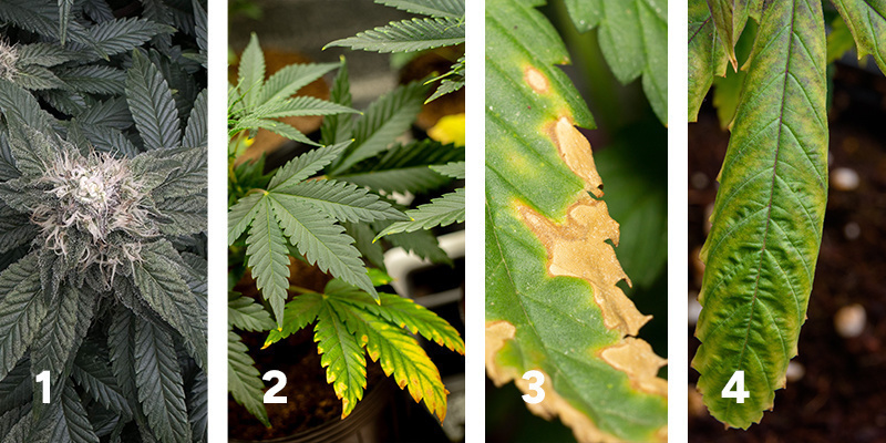 Sledov&aacute;n&iacute; reakce rostlin