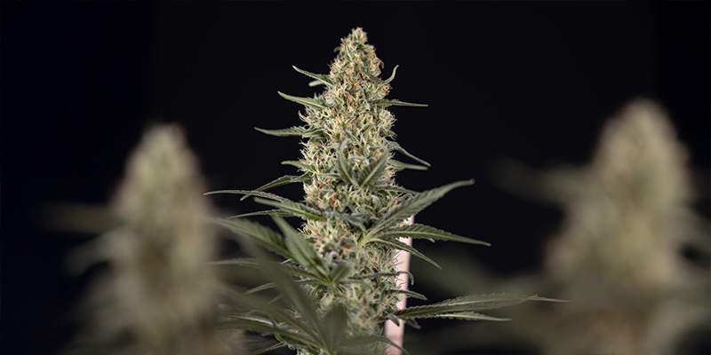 Kdy použ&iacute;vat interkanopick&eacute; pěstebn&iacute; osvětlen&iacute;