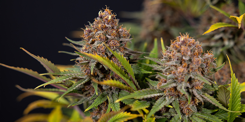 Proč zvolit intercanopy osvětlen&iacute;?