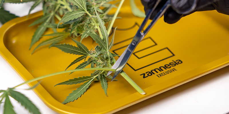 2. Remove the fan leaves first