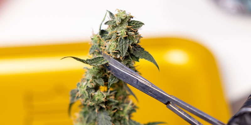 3. Ořez&aacute;v&aacute;n&iacute; sugar listů kolem květů