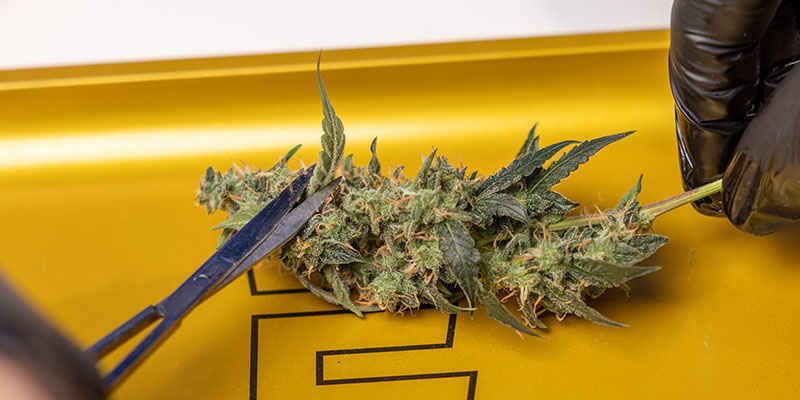 S květy manipulujte opatrně, abyste zachovali trichomy