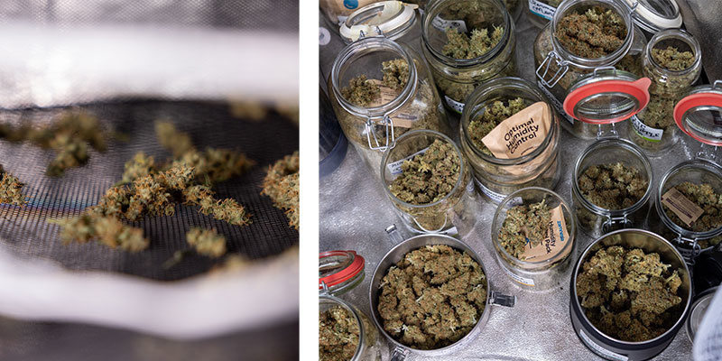 Co n&aacute;sleduje po zastřižen&iacute; konop&iacute;?