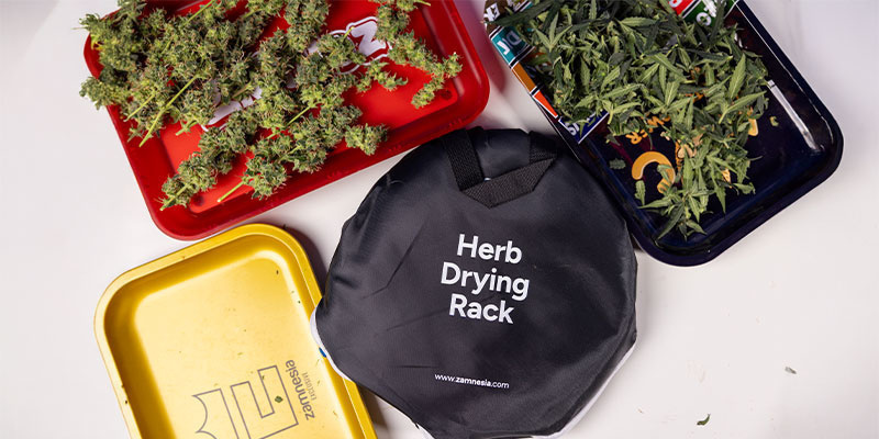 Proč je zastřih&aacute;v&aacute;n&iacute; konop&iacute; důležit&eacute;