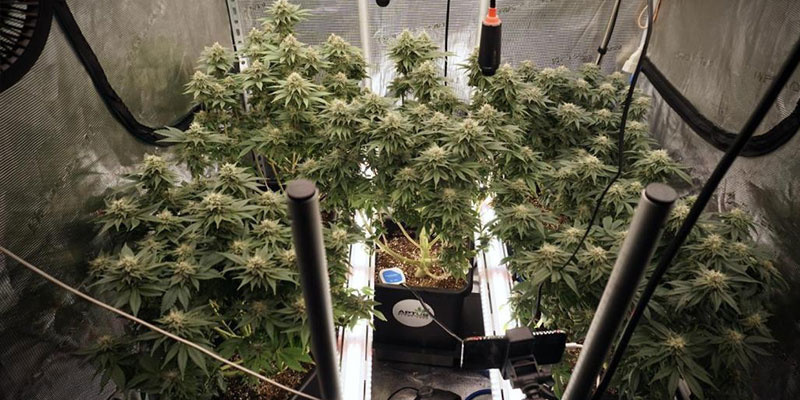 Kdy použ&iacute;t podkorunov&eacute; pěstebn&iacute; osvětlen&iacute;