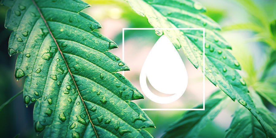 Jak zal&eacute;vat rostliny konop&iacute;