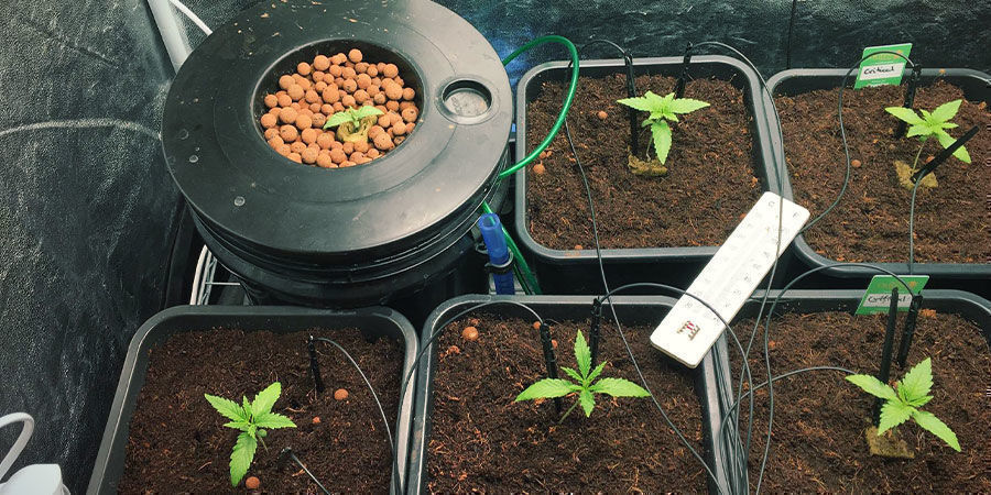 Jak zal&eacute;vat rostliny, když nejste doma