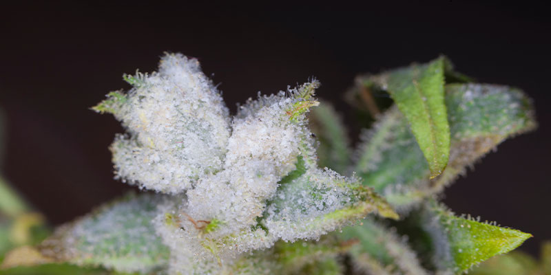 Pokročil&eacute; př&iacute;znaky a rizika