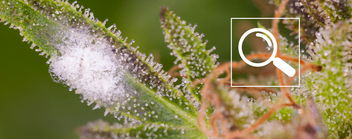 How to identify mildew on cannabis