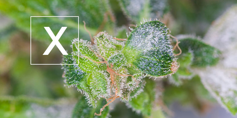 Padl&iacute; na konop&iacute;: Je to bezpečn&eacute;?