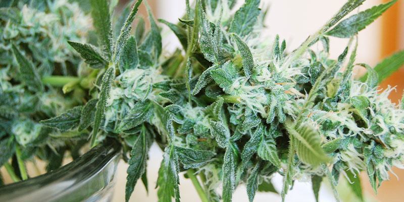 Co dělat, když se na rostlin&aacute;ch konop&iacute; objev&iacute; padl&iacute;