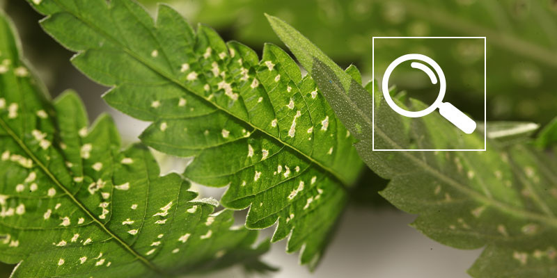 Běžn&eacute; př&iacute;činy b&iacute;l&yacute;ch skvrn na konop&iacute;