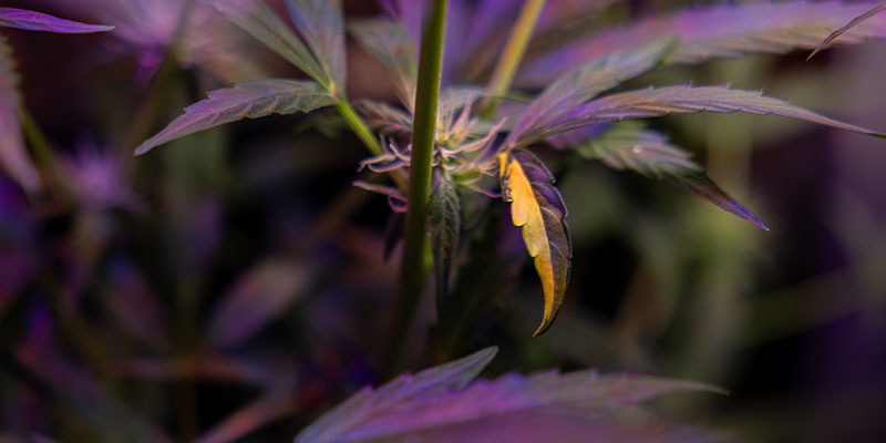 Environmental stress