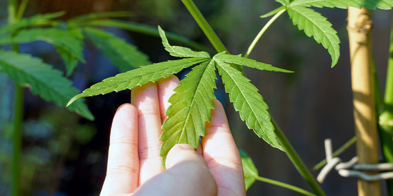 Jak rozpoznat př&iacute;činu b&iacute;l&yacute;ch skvrn na listech konop&iacute;