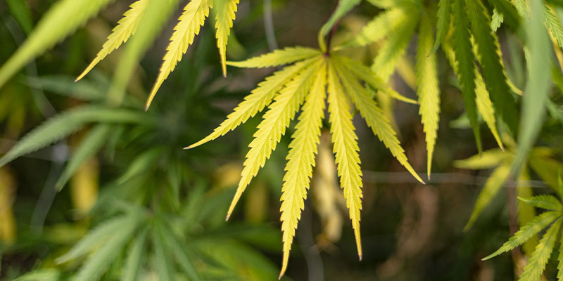 Nutrient deficiencies