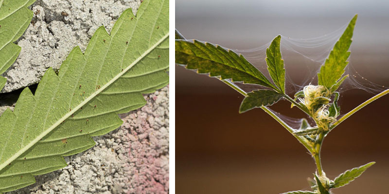 Pests (spider mites)