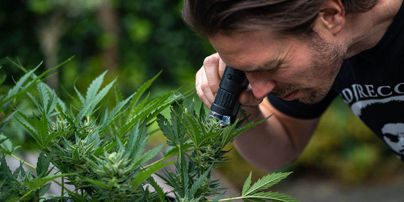 Co dělat, když se objev&iacute; b&iacute;l&eacute; skvrny