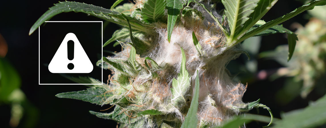 Jak rozpoznat a předch&aacute;zet hnilobě palic při pěstov&aacute;n&iacute; konop&iacute;