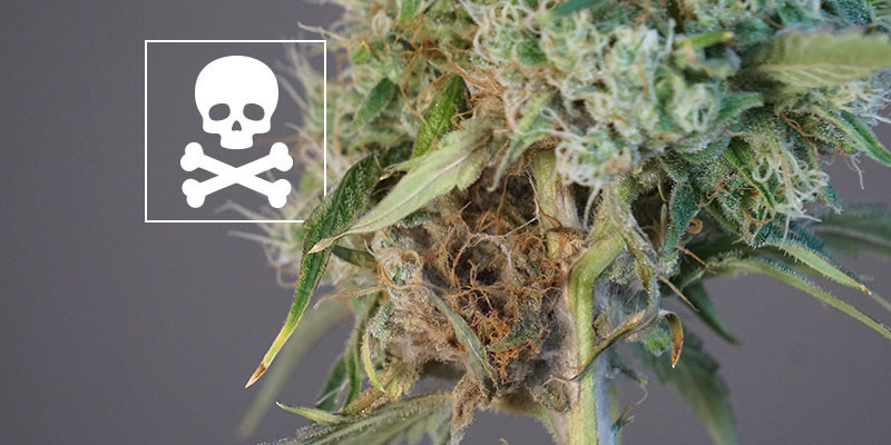 Can you still use bud with bud rot?