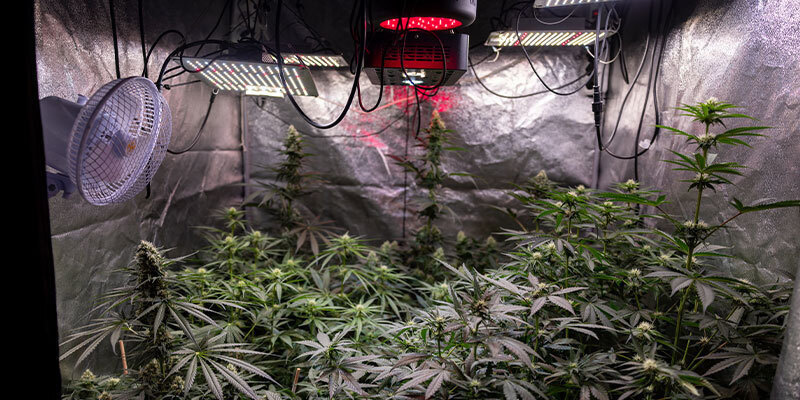 Jak předej&iacute;t hnilobě květů