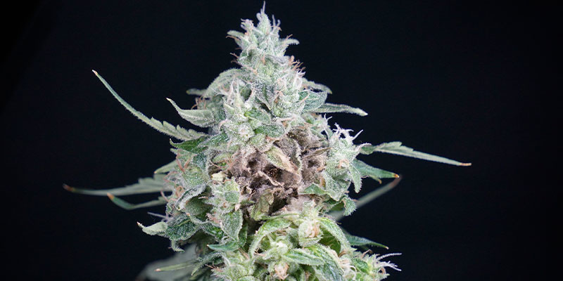 Zn&aacute;mky pokročil&eacute; hniloby květů