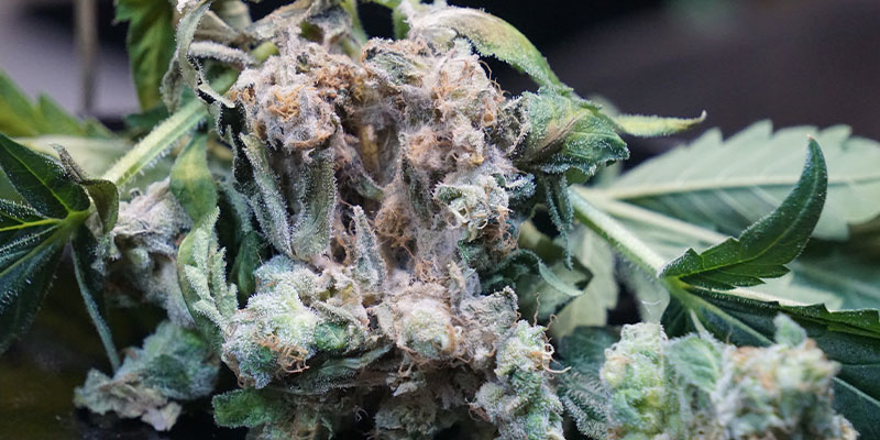 Co je hniloba květů (Botrytis cinerea)?